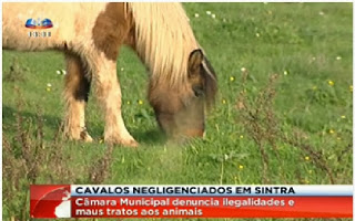 http://sicnoticias.sapo.pt/pais/2012/12/22/centenas-de-cavalos-abandonados-em-terrenos-em-sintra