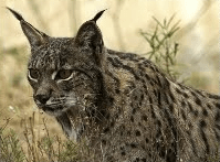 Iberian Lynx